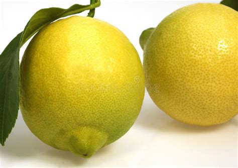 Lemons (Citrus limon, Citrus limonum) .